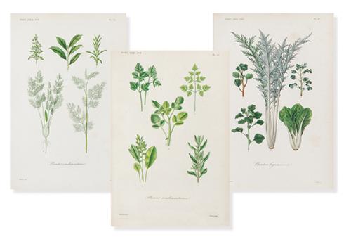 FRANÇOIS HÉRINCQ - Plantes condimentaires et légumières