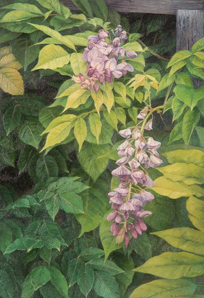 CESAR LUENGO - Glicinias