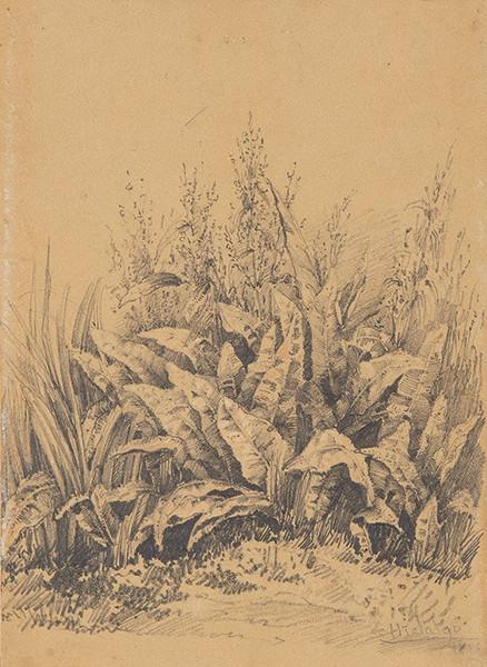 FÉLIX RESURRECCIÓN HIDALGO Y PADILLA - Plantas