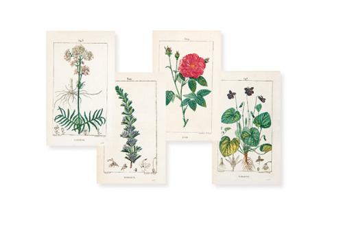 FRANÇOIS-PIERRE CHAUMETON - Violette, Rose, Romarin y Valeriane