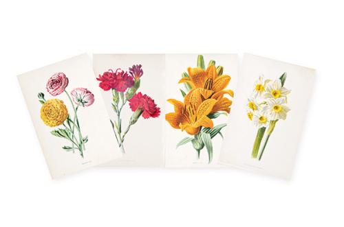 FREDERICK EDWARD HULME - Clove Carnation, Orange Lily, Ranunculus y Polyanthus Narciss
