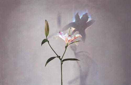 ALWIN VAN DER LINDE - Aura I