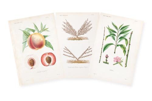  FRANÇOIS HÉRINCQ - Pécher