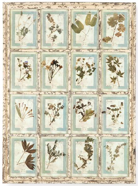 Herbario de 14 especies enmarcado en madera pintada en blanca, Italia S. XXI.