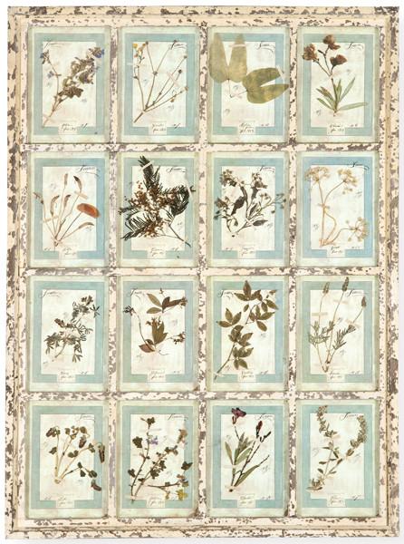 Herbario de 14 especies enmarcado en madera pintada en blanca, Italia S. XXI.