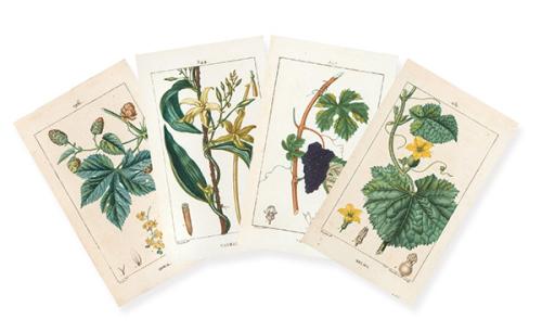 FRANÇOIS-PIERRE CHAUMETON - Vigne, melon, vanille y houblon