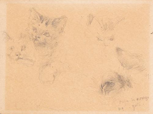 ALEJANDRO SEIQUER - Estudio de gato