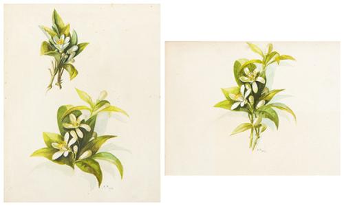 ESCUELA ESPAÑOLA S. XIX - Estudios de la flor de Azahar