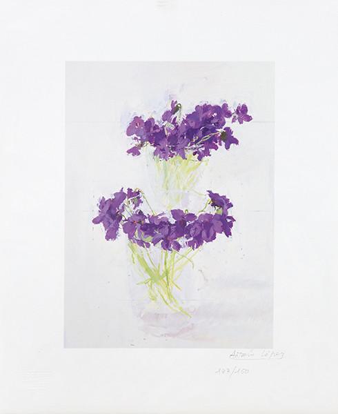 ANTONIO LÓPEZ - Violetas