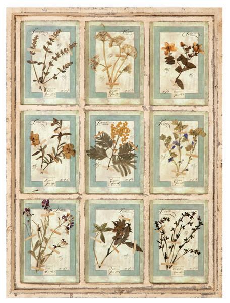 Herbario de 9 especies enmarcado en madera pintada en blanco, Italia S. XXI.