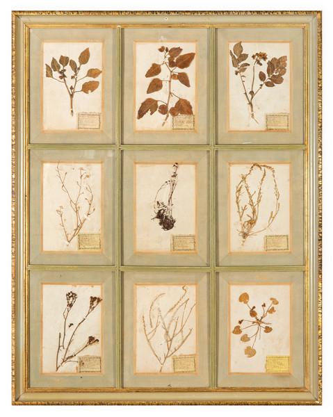 Herbario enmarcado de 9 especies vegetales con cartela explicativa h. 1940-50.