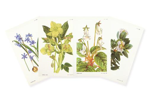 ANN V. WEBSTER - Arcotostaphylos andersonii, sinningia eumorpha, chinodoxa Lochiae y helleborus x sternii