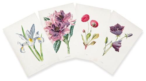 JAMES SHIRLEY HIBBERD - Iris, Margarita doble, Rododendro y Campanilla corneada