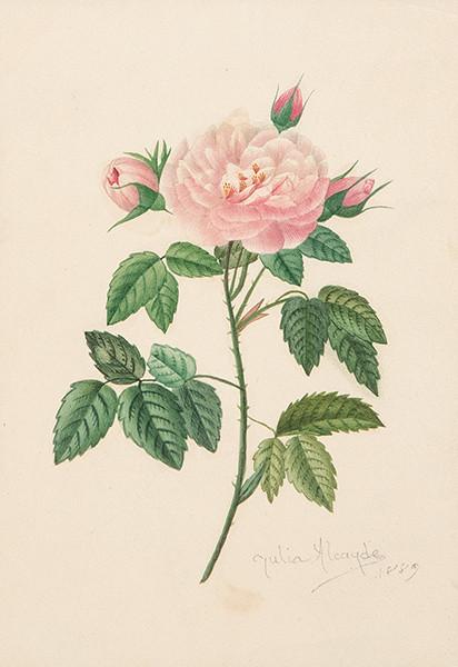 JULIA ALCAYDE - Una rosa