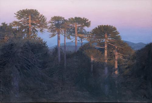 GUILLERMO MUÑOZ VERA - Araucarias de Nahuelbuta