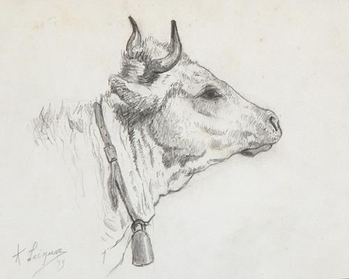  ALEJANDRO SEIQUER - Estudio de una cabeza de una vaca