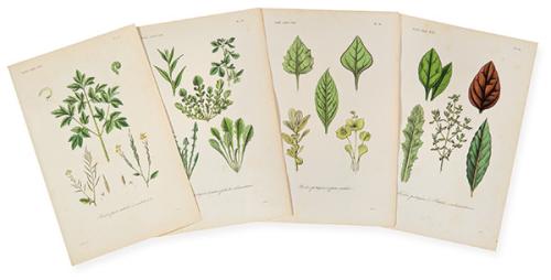FRANÇOIS HÉRINCQ - Plantes pour salads et condiments / Herbes potagéres et auters plantes alimentaires