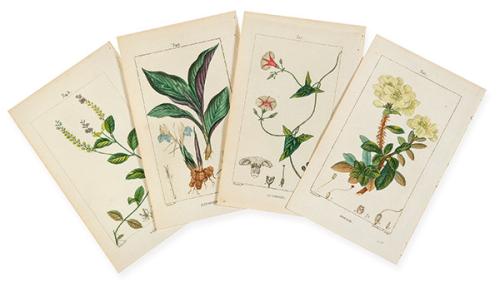  FRANÇOIS-PIERRE CHAUMETON - Rosage, scamonee, zedoaire y veronique