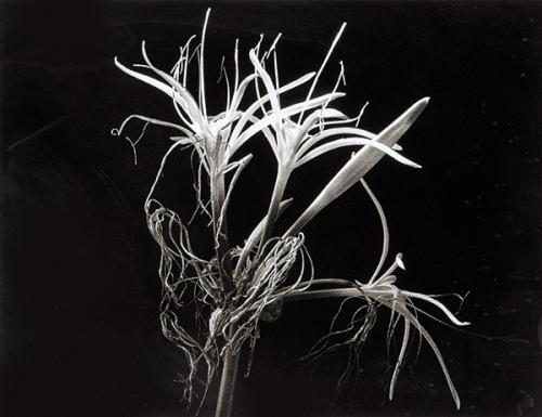 PILAR PEQUEÑO - Crinum. Serie La Samanna