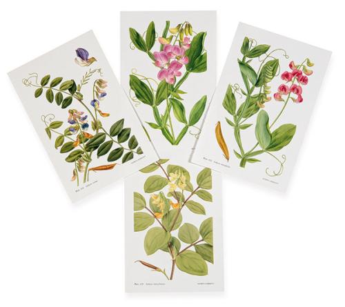 GEORITA HARRIOTT - Lathyrus Heterophyllus, Lathyrus transsylvanicus, Lathyrus vestitus y Lathyrus latifolius