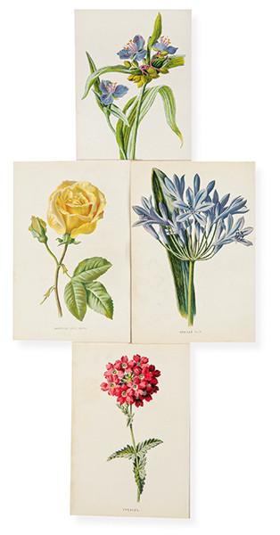  JAMES SHIRLEY HIBBERD - Spider Wort, Maréchal Niel Rose, African Lily y Verbena