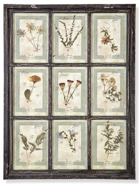  Herbario de 9 especies enmarcado en madera pintada en negro, Italia S. XXI.