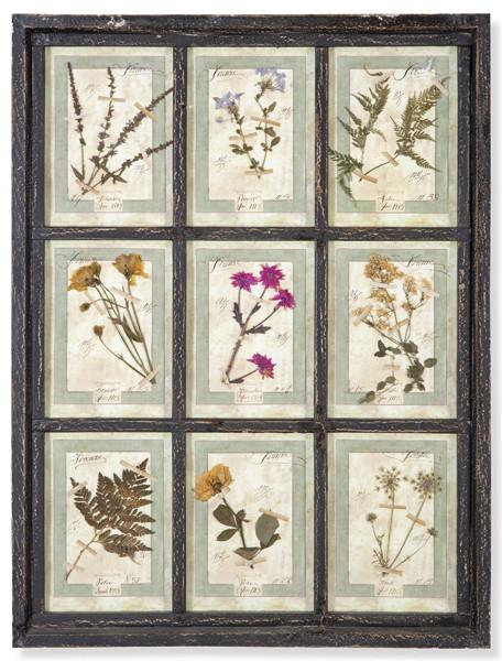  Herbario de 9 especies enmarcado en madera pintada en negro, Italia S. XXI.
