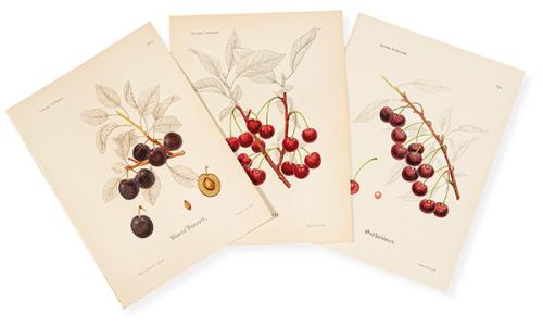 HENRIETTE SJÖBERS - Skuggmorell, Ostheimer y River's Favorit (variedades de cerezas suecas)