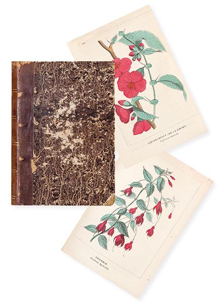  VÍCTOR BRÉANT - Manuel Illustré de jardiniere-fleuriste