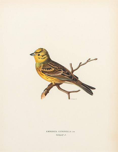  FERDINAND VON WRIGHT - Pinicola Enucleator y Emberiza Citrinella