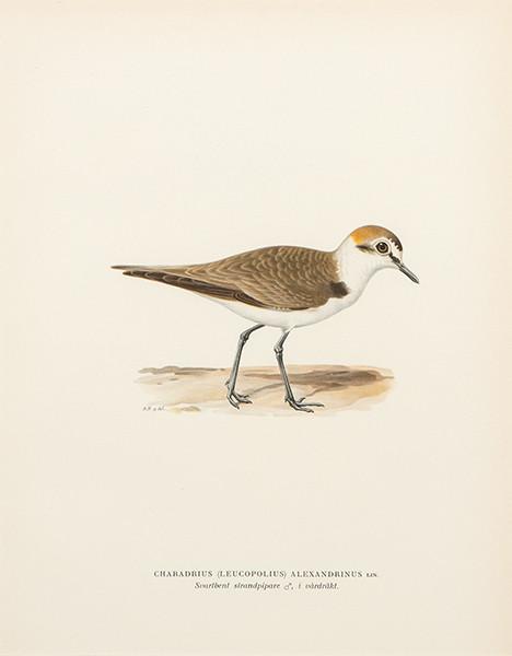 FERDINAND VON WRIGHT - Charadrius Pluvialis y Charadrius Alexandrinus