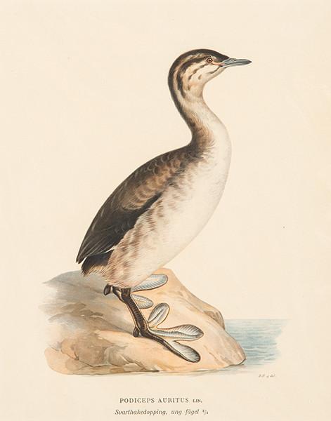  FERDINAND VON WRIGHT - Podiceps Auritus y Harelda Hyemalis.