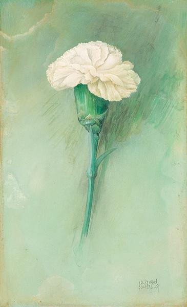 CRISTOBAL OLMEDO - Clavel blanco