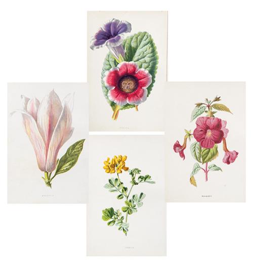 JAMES SHIRLEY HIBBERD - Coronilla, Gloxinia, Magnolia y Achimenes