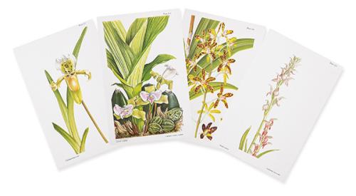  PANDORA SELLARS - Orchis sancta, Paphiopedilum exul, Ansellia africana y Lycaste candida