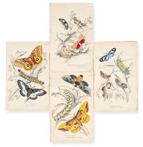  JAMES DUNCAN - Mariposas y polillas