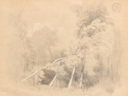  FRANCISCO PRADILLA - Árbol caído