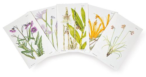  ARTISTAS VARIOS - Aeschynanthus chrysanthus, Tulbaghia leucantha, Iris tenax, Epidendrum ilense y Senecio formosus
