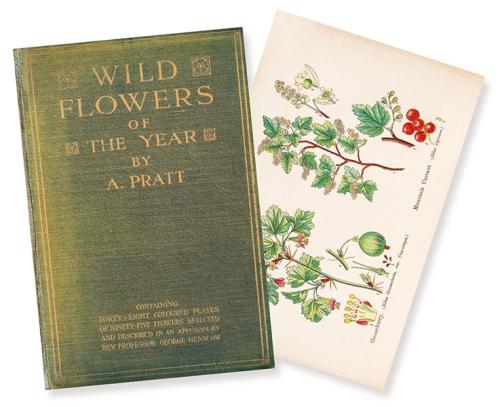  ANNE PRATT - Wild Flowers of the Year