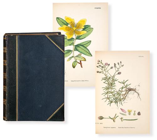  JAMES SOWERBY - English Botany