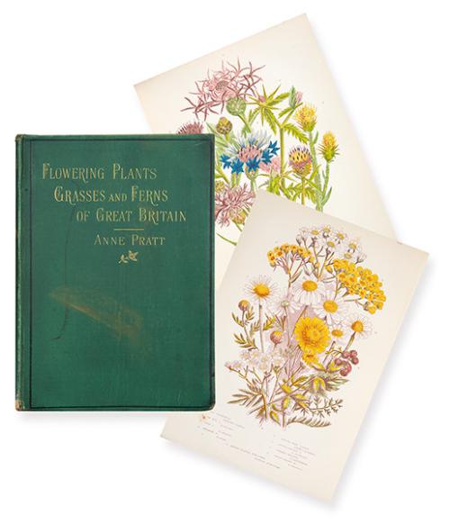  ANNE PRATT - The Flowering Plants, Grasses, Sedges, and Ferns of Great Britain