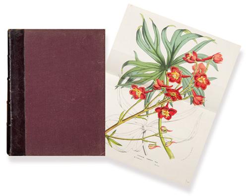  LOUIS BENOÎT VAN HOUTTE - Flora Iconografica